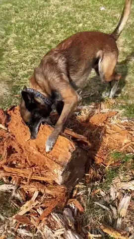 Funny Belgian Marinos#dog #belgianmalinois 
