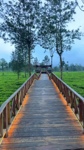 Yang butuh Mentahan tanpa watermark 😂 . . #kebunteh #kebuntehtambi #kebuntehwonosobo #kebuntehdieng #dieng #wisatadieng #wisatawonosobo #kawahsikidang #candiarjuna #telagamenjer #viral #fyp #fypシ #wisatajateng #sikunir #sindoro