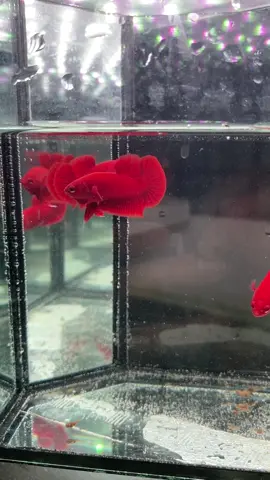 Sndiri breed punya super red～ok ke？🤭🤭🤭 #ikanlagamalaysia #bettafish #kl #subangjayacoolbbetta #selangor #fyppppppppppppppppppppppp #ikanlaga #fightingfish #solidred #superred #hmpk #superredhmpk #breeder #fypシ゚viral #fyppppppppppppppppppppppp 
