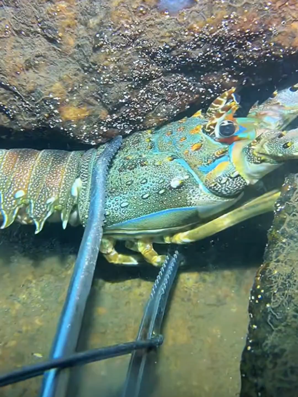 #diving #crab #catchthesea #seaside #seafood #fish #eel #lobster #seangsolofishing
