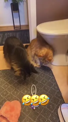 Try not to laugh: animal edition 😂😂😂 #voiceover #PetsOfTikTok #dogsoftiktok #catsoftiktok 