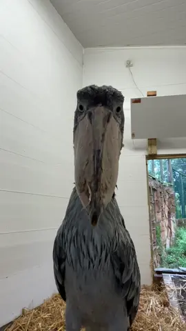 Happy Shoebill noises 🪶.  #exmoorzoo #shoebill #birdsoftiktok🦜  #notastork 