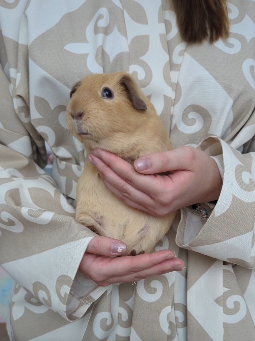 🌝🌝🌝 . . . . . . . #tik_tok #cocacolachallenge  #pepsi  #treanding #recommendations #fory #foru #fyp #guineapigs #guineapigsoftiktok #морскаясвинка #meerschweinchen #meerschweinchenliebe    #челлендж #challenge #rec #рекомендации #реки #топ   #recommendations #lovers #loveyou #Relationship #idea # #tandemchik # #couple #peacefull #vibes #park #spring #atmosphere #advertising #rockthatbody #rockyourbody  