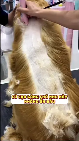 Đừng dại dột cạo lông chó khi mùa hè tới nhé #thucung #viral 