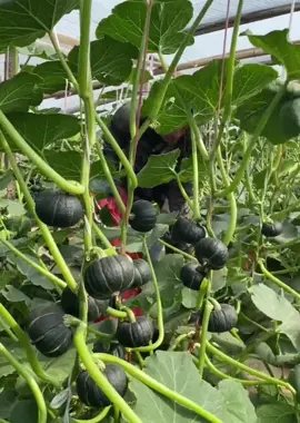 Hạt giống bí ngô da xanh