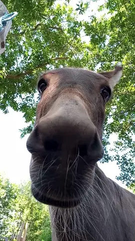 Sie ist ein Esel und sie sieht gut aus. #esel #eselliebe #tiereauftiktok #tieresinddiebesserenmenschen #tiervideos #donkeylove #donkey #donkeysoftiktok 