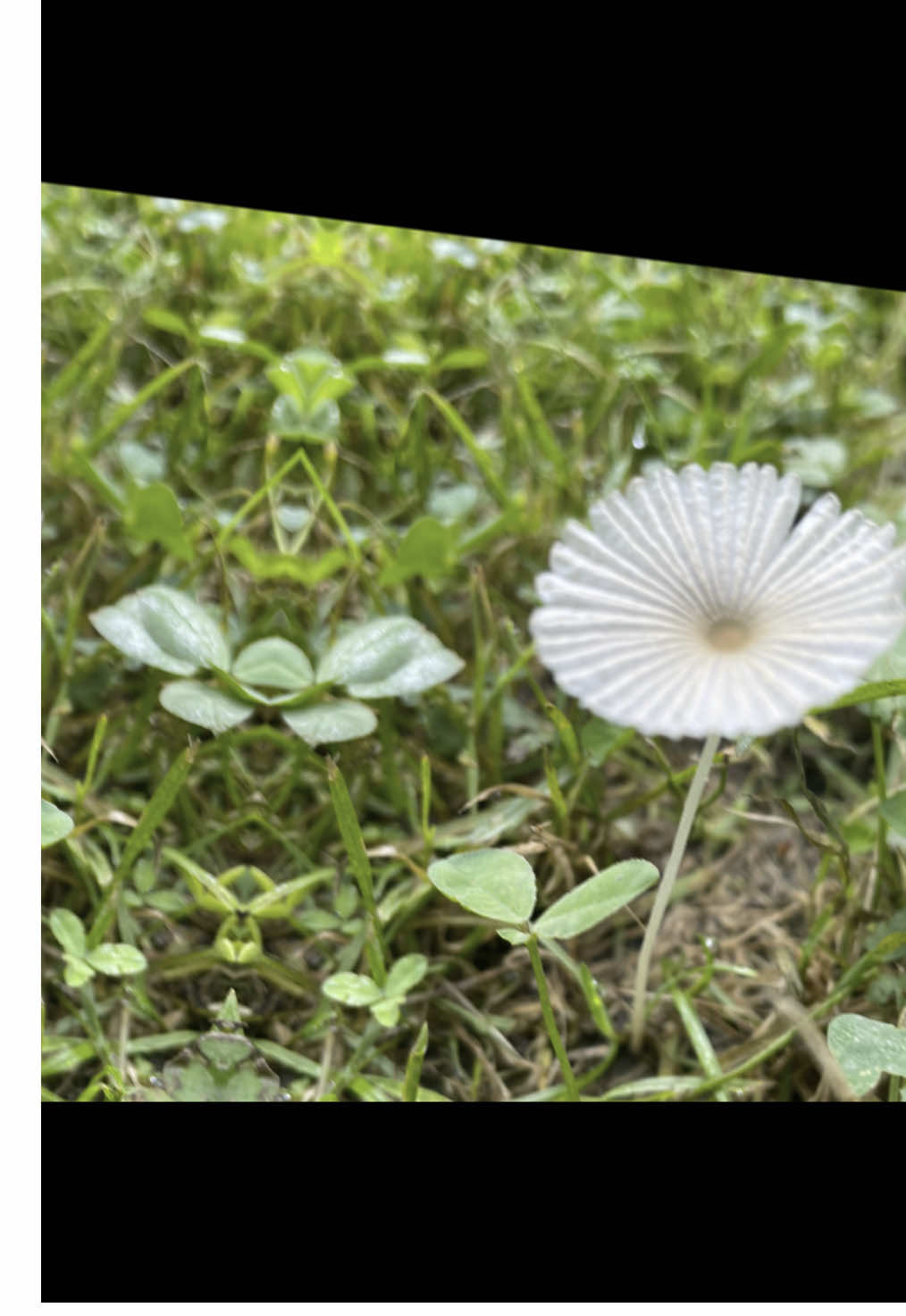 #naturevibes #naturelover #mothernature #hugglezmovement #rowdypiper #playfulpiper #piper #rawr🦖 #fypシ #fypシ゚viral #fyp #autocut #autocuttiktok #mushroom #mushrooms #mushrooms🍄 #fungi #fungilovers #🍄 #sillygirl 