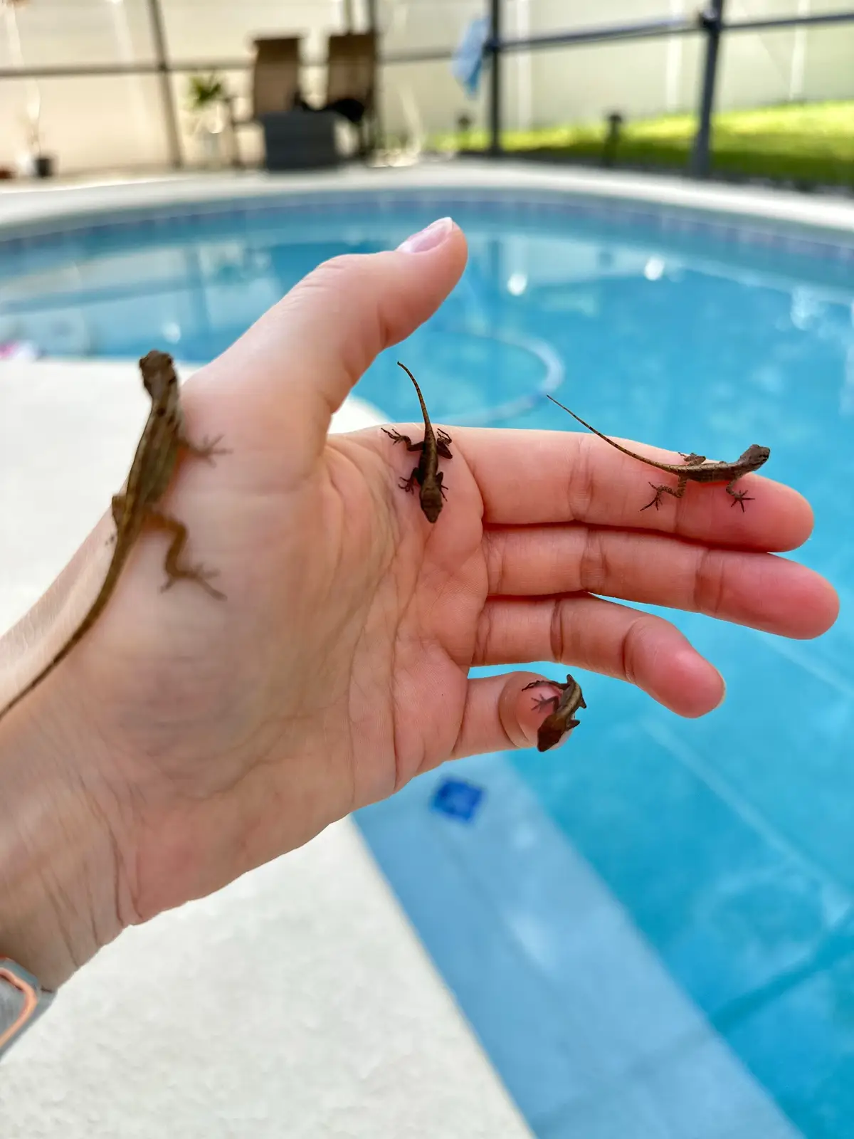 Can you catch so many lizards?! 