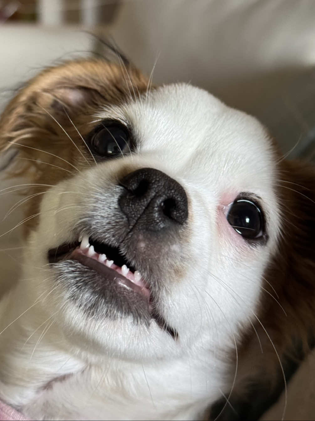 we do not trust benson boone @Noah McSpook #chihuahua #moonbeamicecream #fyp 