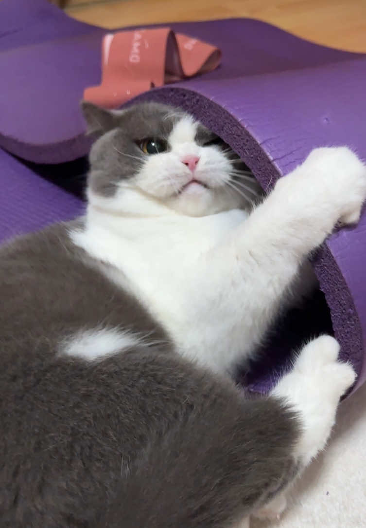 Fuki’s favorite purple yoga mat.#cattok #catlover #britishshorthair #gatto #kucing #noviews #grumpycat #fukiisacat 