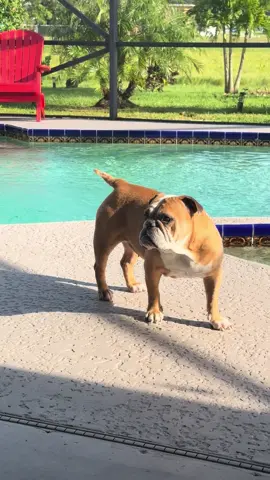 Coffee time let’s gooooo… #fyp #dogsoftiktok #coffee #usa #englishbulldog #bulldog 