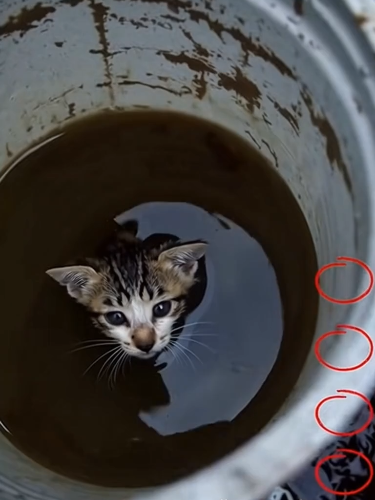 Helpe me#sadcat #gatos #catlovers #fyp #catsodtiktok #cat #puppy #helpme