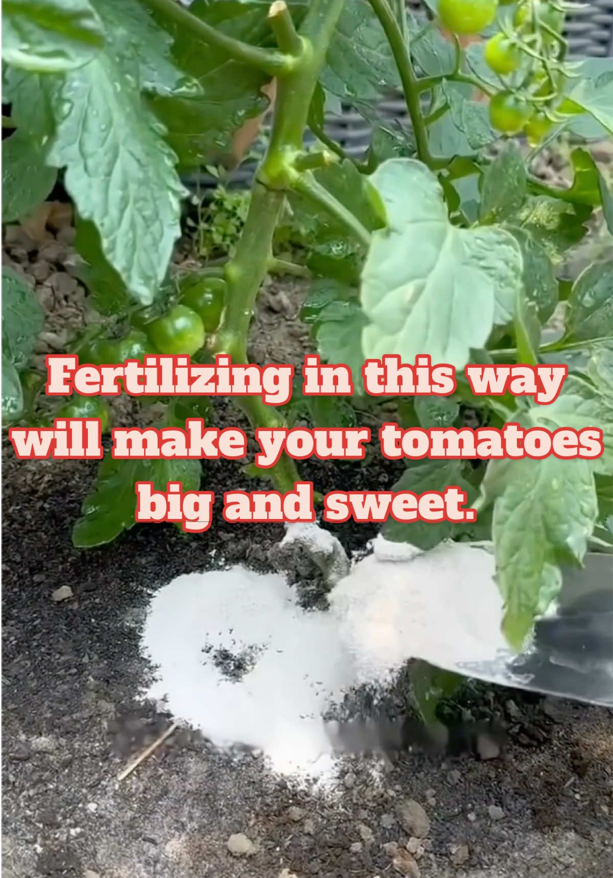 Fertilizing in this way will make your tomatoes big and sweet.#plants #plantingtechniques #agriculture #planttips #tomatoes 