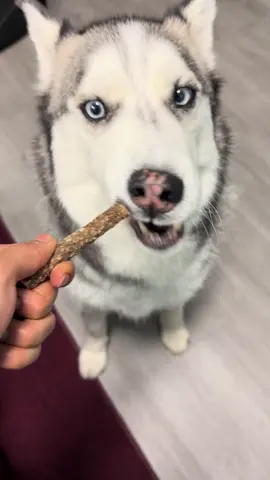 Some cod and blueberry stick for Pluto pants!  #siberianhuskies #huskys #huskylovers #huskies #huskytalking #huskysoftiktok #talkingdog #dogeating #dogtok #foryouuuu 