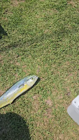 #fyp #fishing #mahi 