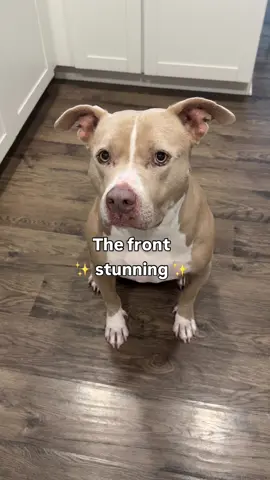 Please tell Smucky she is perfect. #dogs #pitbull #dogvideos 