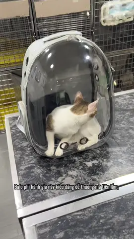 Zá hạt dẻ cỡ này còn hong sắm dắt boss đi chơi 😍 #balophihanhgia #balophihanhgiachomeo #balothucung #viral #review #thucung #pet #pets 