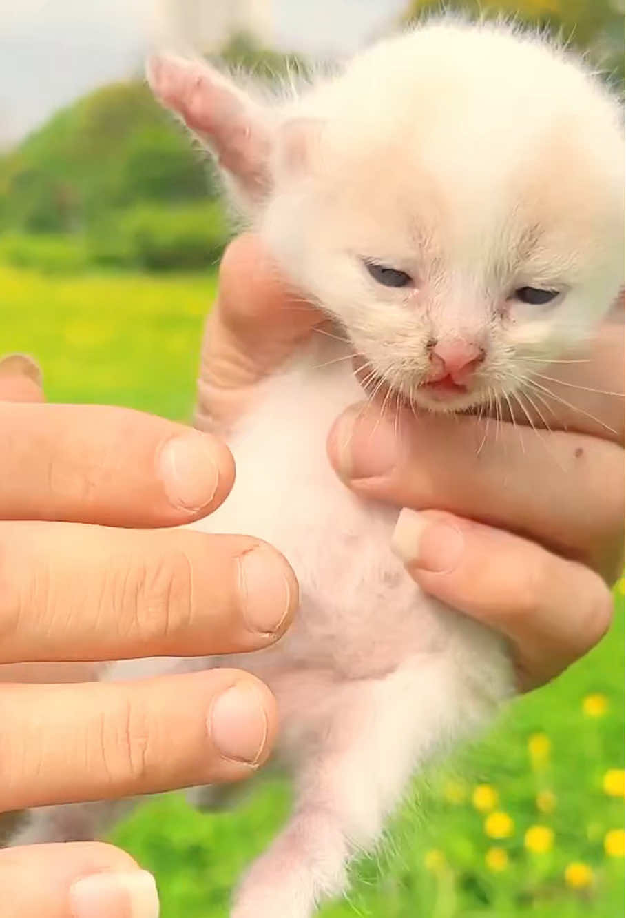 #animal #animalrescue #dog #fyp #cat 