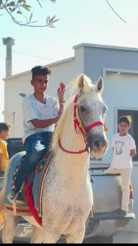 #عقد_النواصي_زليتن__⚜️ #الجواد_المشهر #مصراته_الصمود🇱🇾🇱🇾🔥😌 #زليتن_ليبيا_زليتن_وأحلى_زليتن 