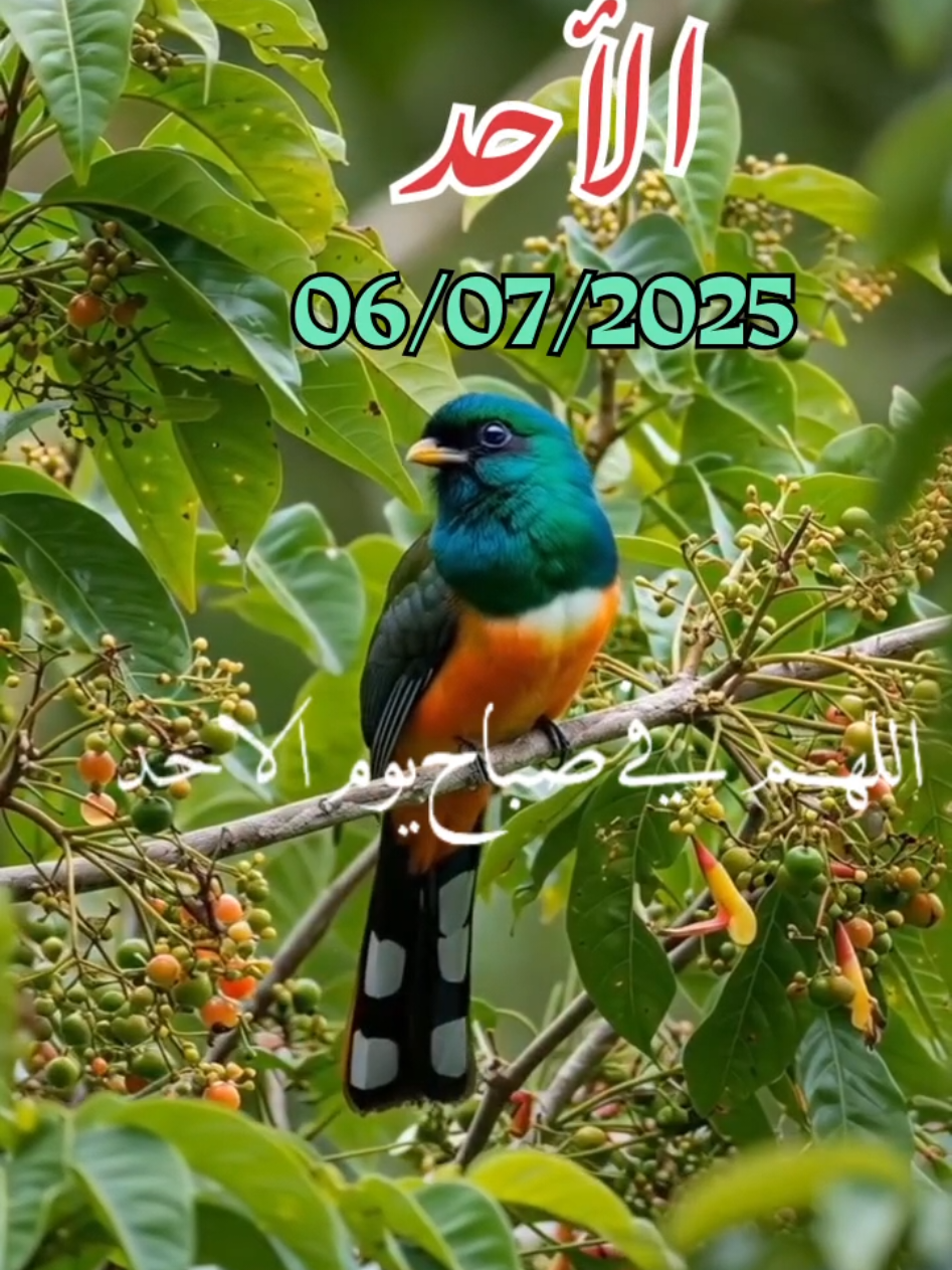 اللهم_في_يوم_الأحد_يارب#دعاء_يريح_القلوب _أنشر _ اكتب شيء_ سورة الكهف_وصلي على سيدنا محمد ﷺ#اسلاميات_صور_مقاطع_ايات_معلومات_قرآن_مسلم_ادعية_استغفر_الله #fypシ゚viral #1millionaudition #🤲🤲🕋🕋🤲🤲 #عيد_سعيد  Oh mon Dieu, Dimanche, Seigneur Oh God, on Sunday Lord