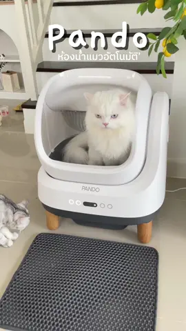 แย่งกันใช้ตลอด คุ้มค่ากับการลงทุน😂  Pando x Petree Four #ห้องน้ําแมวอัตโนมัติ #pando #ทาสแมวก็งี้เเหละ #แมวน่ารัก #tiktok #ไวรัล 