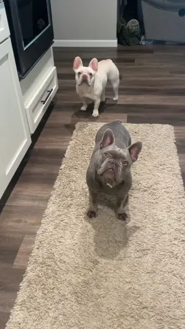 Frenchies for the weekend Zoe&Chloe🥰 #doglifelover #dogsitting 