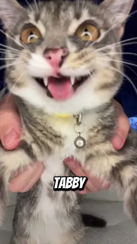 Introducing the tabby cat 🐈😍#tabbycat #cat #catsoftiktok #catlover #catonaleash 
