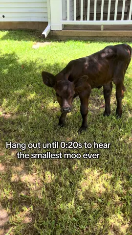 Our girl is talkin’ now! #farmlife #cattletok #farmtok #cows #easttexas #fyp 