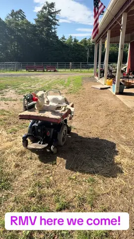 #disabilitytiktok #disabilitypride #firstcar #newwheels #adaptive #wheelchairlife #mobility #joystick #farmanimals 