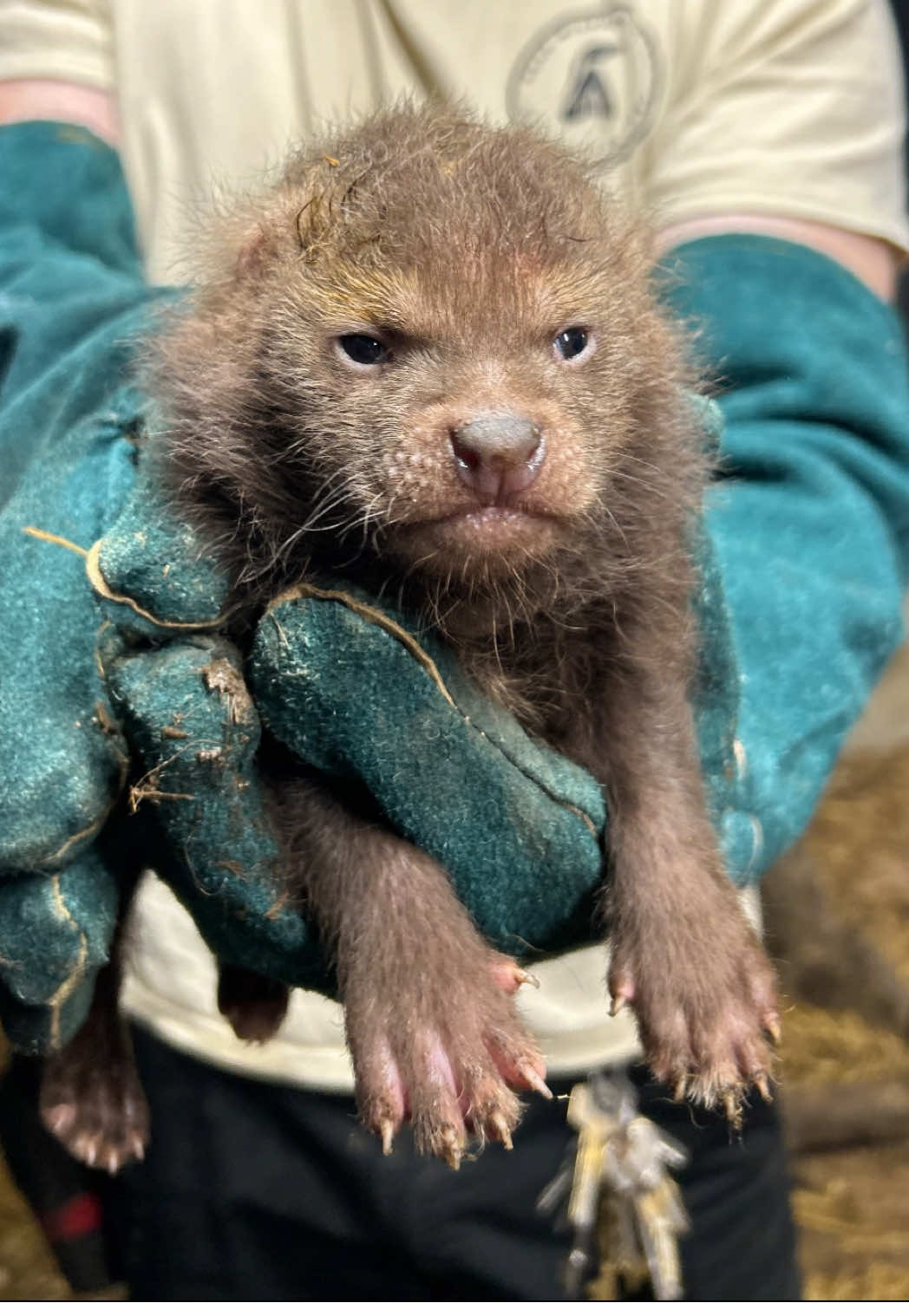 🐾 Pupdate Alert! 🐾 We’re thrilled to share the arrival of our newest bush dog pups, three healthy little ones!  They’ve just had their first vet check and are thriving, already beginning to explore their new world with those tiny paws! As a near threatened species, every birth is a big win for conservation🌿🐾 #BushDogPups #PeakWildlifePark #ConservationInAction #babyanimals #cuteanimals 