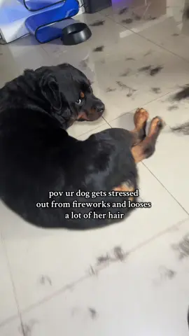 fireworks =stressed out pets @SleekEZ USA #pets #dogs #fireworks #petshedding #badabing #doghair #dogsoftiktok #dogbrush #stress #hairloss #rottweiler #rottweilersoftiktok #rotti #scareddog #baby #dealsforyoudays #petsafety #sunsetnailbar #viral #fyp 