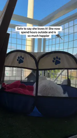 She’s been so bored lately and this little portable catio literally changed her demeanor #indoorcatlife #indoorcatoutside #catenrichment #cattok 