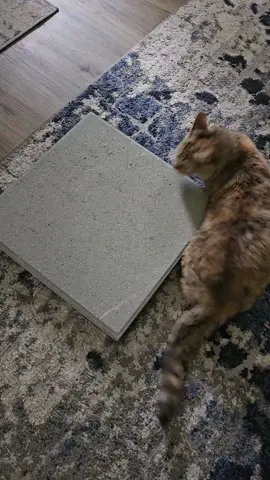 We've had a paver on our shopping list for like a year 😂 #worthit 