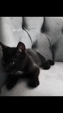 Luna🌙#fyyp #viralvideo