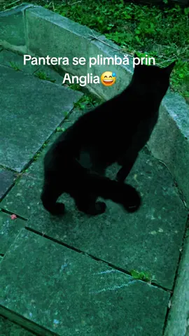 #pantera #anglia #foryou #videoviral #panteranegra 