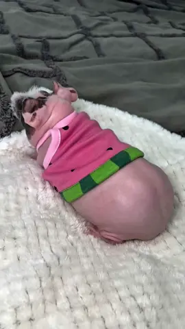 carpet eat