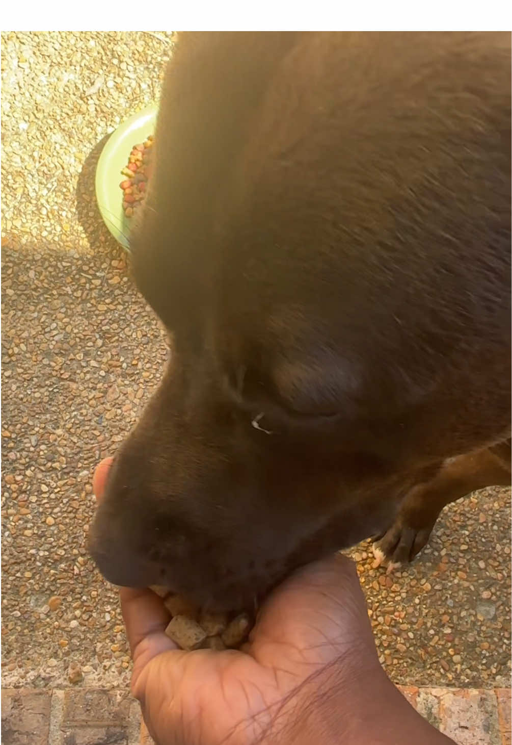 #freezedried #freezedriedraw #freezedriedrawdogfood #dogfood #rawdogfood #rawdiet #resquedog #straydog #lostdog #protein #chicken #tiktokshopfinds #tiktokshopmademebuyit 