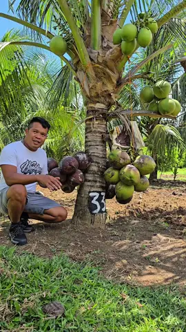 Nag dedeliver kami door to doorany poin of negros island  #dwarftcoconut 