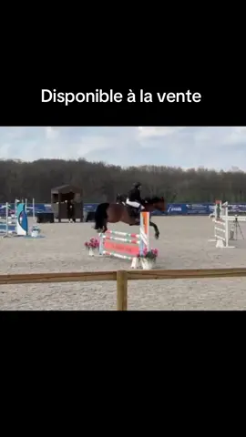Poney A VENDRE par quabar des Monceaux. Tourne actuellement sur 115cm.  Budget inférieur à 15 🥕🥕🥕. Curieux s’abstenir. Info par téléphone au 0660302352