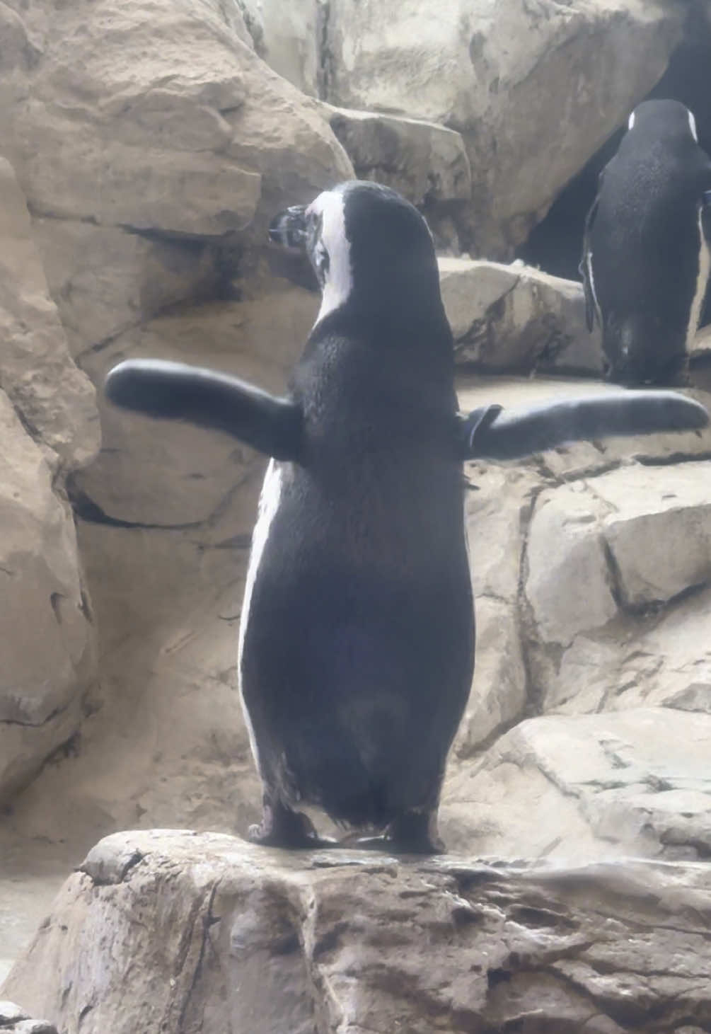 “Kowalski throw that back” #madagascar #fyp #fypシ  #funny #dance 