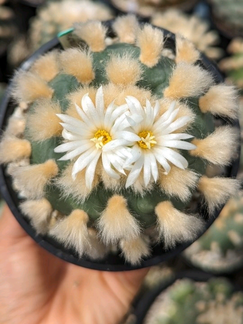 I started this account with one mission — to reconnect people with the divine... through plants. I’m just a guide — not a guru. Not a brand. Just someone called to share something ancient... and sacred. You don’t see my face because it’s not about me. It’s about what the cactus teaches. What the earth reveals. TikTok doesn’t like what I share. They’ve already given me a strike — my posts are being removed, shadowbanned. And my private Telegram channel? Banned. Just like that. This is why I had to create a new way for you to reach me — away from these limits. If you’re someone who feels called by these sacred plants... If you’ve felt that pull deep in your soul... Go to my profile. Tap the link in my bio. It’ll show you how to email me directly. I share everything there — photos, prices, guides, and how to grow and work with Peyote and San Pedro with deep respect. The Sacred Cactus doesn’t need fame. It just needs to be remembered. And if my voice disappears from this app... You’ll still find me in the roots. In the thorns. In the medicine #sacredcactus #peyotecactus #sanpedrocactus #cactusmedicine #plantspirit #psychedelicplant #healingplants #plantwisdom #natureheals #earthmedicine #consciousgardening #spiritualawakening #sacredplants #ancestralhealing #plantconnection #naturalhealing #gardeningwithintention #hiddenwisdom #divineplant #plantsandpurpose 