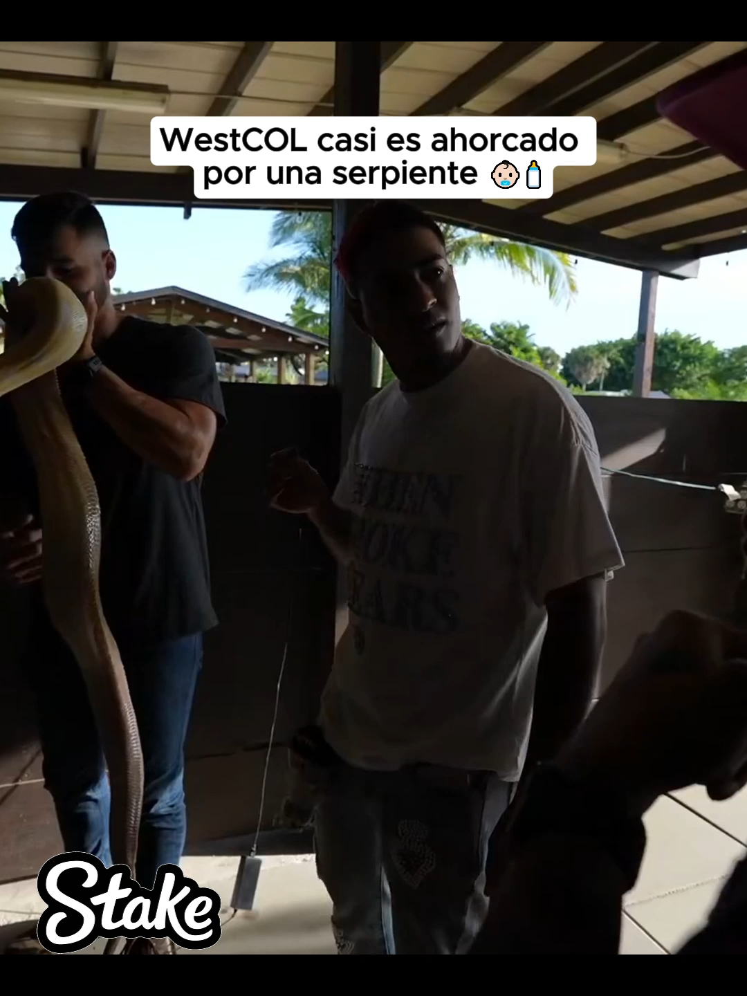 WestCOL casi es ahorcado por una serpiente 👶🏻🍼 #clipswestcol #kickwestcol #foryoupage #westcolclips #twitchstreaming #westcolkick #kickargentina #twitchargentina #colombia #twitchmexico #clipscolombia #elchanty #clipswest #westcol #twitchcolombia #mexico #kickcolombia #paratii #kickstreaming #twitchwestcol