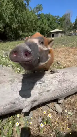 It’s treat time for our Red River hogs, Yam and Pumba! 🐗❄️🍉 Nothing beats a refreshing mix of ice and fruit on a warm day—and as always, Yam is hamming it up for the camera. Yep, that’s our #YamHam showing off those superstar vibes! 😄🎥 These clever hogs know how to keep cool and have fun, proving that even snack time can be a show. #RedRiverHogs #YamHam #Pumba #SafariWest #AnimalEnrichment #SnackTimeFun #SonomaCounty #SantaRosa 📸 Animal Caregiver Naz