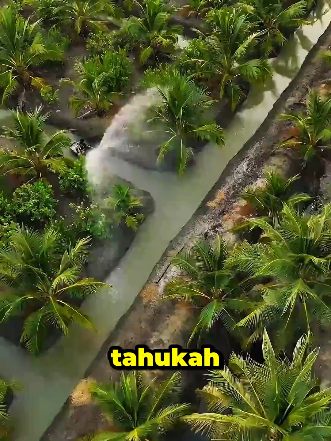 Cara Unik Petani Thailand Menanam Kelapa#info #fyp