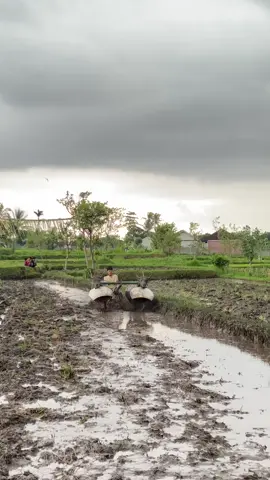 #maleansapilombok #sapikarafal masih kank