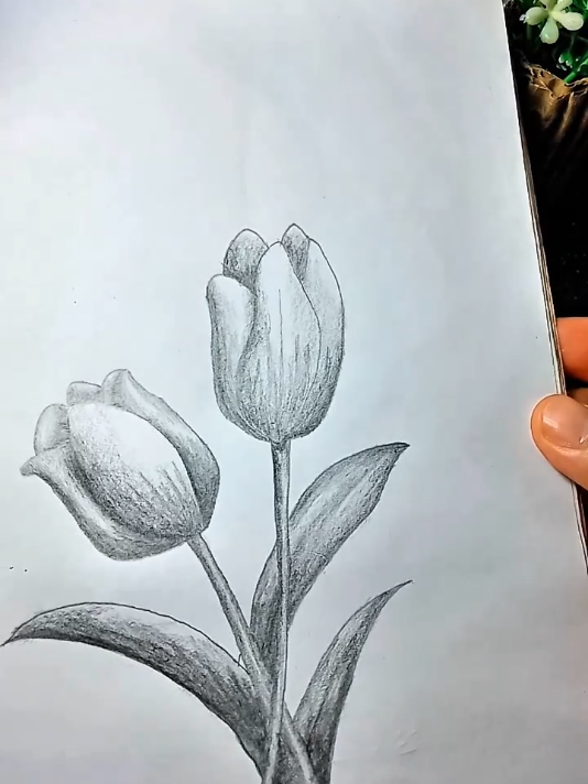 gambar bunga tulip realistik hitam putih dengan pensil #pencilart #tulip #drawingtutorial 