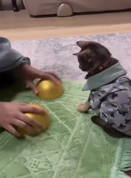 My cat says it’s AI#cat #cats #fyp #Funnycat #funnyvideo #usa #catsoftiktok #foryou 