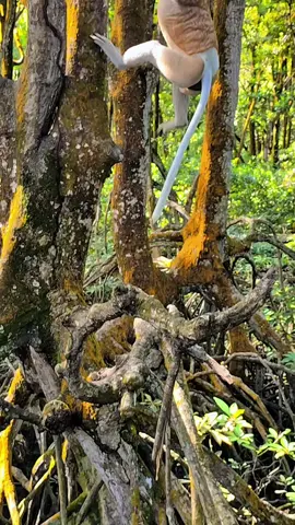Kawasan Konservasi Mangrove dan Bekantan (KKMB) ini terletak di jantung kota tarakan. kalian pasti udh sering kesini yg tgl di tarakan 😀 #fyp #bekantan #explorepage #tarakan  #kaltara #animals 