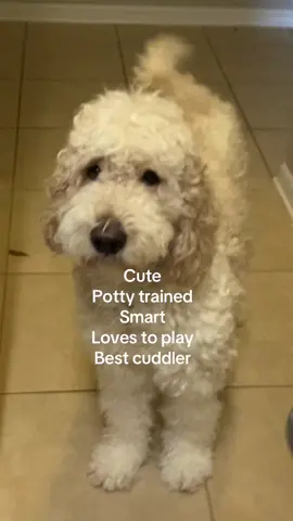 Doodle life: cute but chaotic.  #dogslife  #goldendoodle #dogmom #trend #dogtok 
