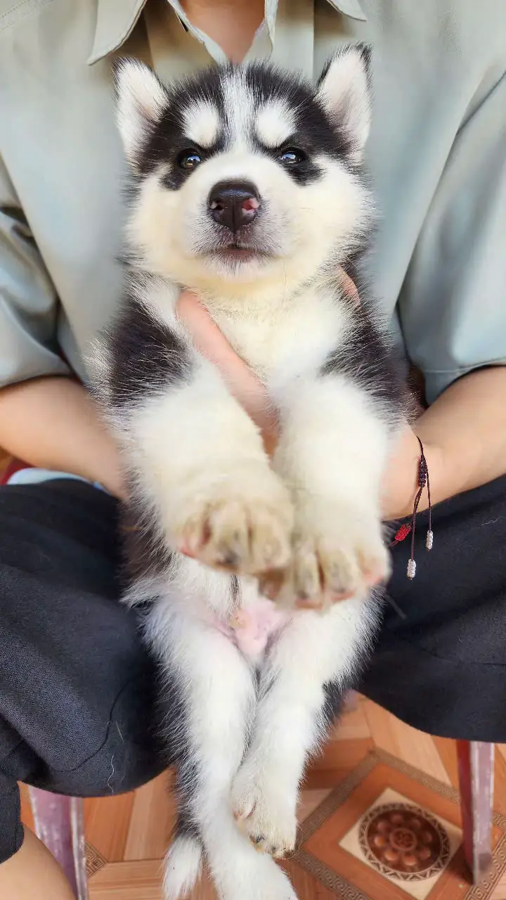 Tuy hơi ngáo nhưng được cái thông minh, tuy hơi ngâu nhưng được cái quắn chủ, tìm nhà mới cho các bé🥰🥰#husky #pet #huskycon #dindinvabap #cutedog #xuhuongtiktok 